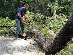 Professional Tree Services in Desert Hot Springs, CA