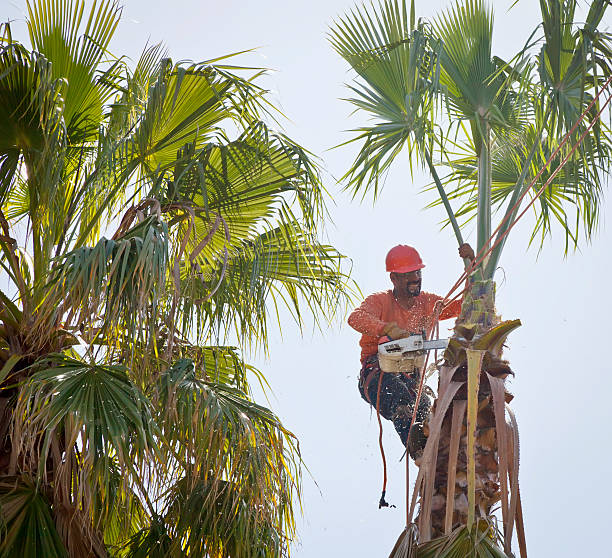 Best Hazardous Tree Removal  in Desert Hot Springs, CA